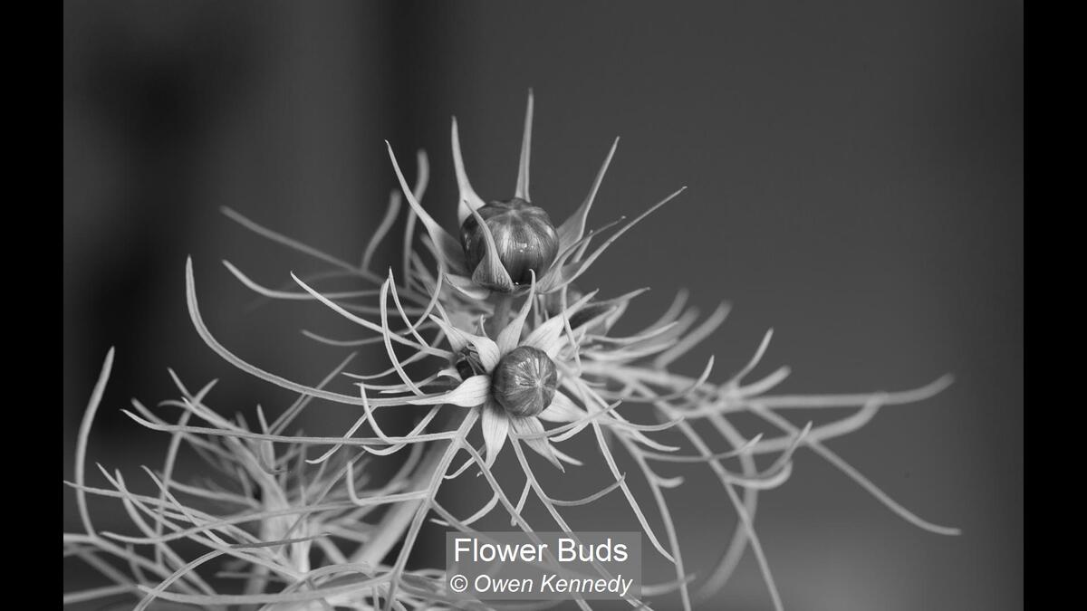 31_Flower Buds_Owen Kennedy